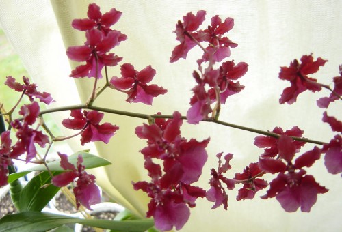 FOTO03_ORQUIDEAS_orquideachocolate-500x340